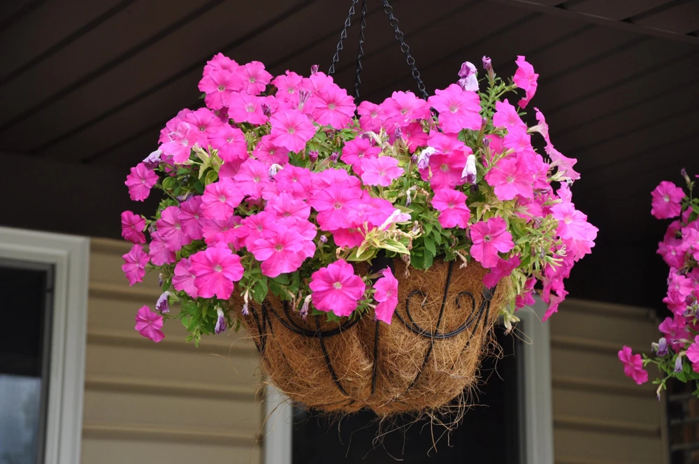 100 Pink Petunia Hybrida Flower Seeds - Pollinator Garden & Container - Image 9