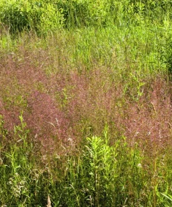 100 Purple Lovegrass Flower Seeds - Eragrostis Spectabilis Native Ornamental Grass - Image 2