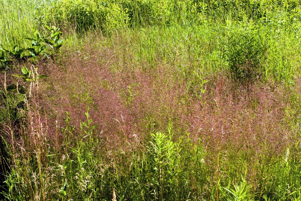 100 Purple Lovegrass Flower Seeds - Eragrostis Spectabilis Native Ornamental Grass - Image 2