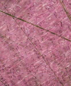 100 Purple Lovegrass Flower Seeds - Eragrostis Spectabilis Native Ornamental Grass - Image 3