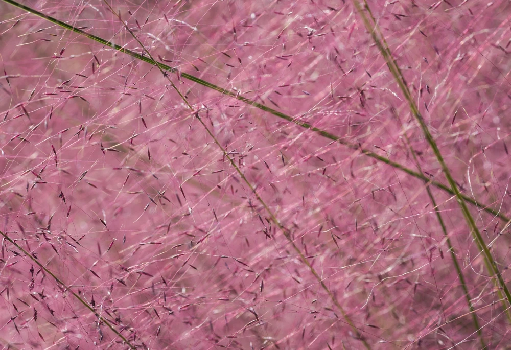 100 Purple Lovegrass Flower Seeds - Eragrostis Spectabilis Native Ornamental Grass - Image 3