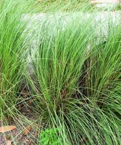 100 Purple Lovegrass Flower Seeds - Eragrostis Spectabilis Native Ornamental Grass - Image 4