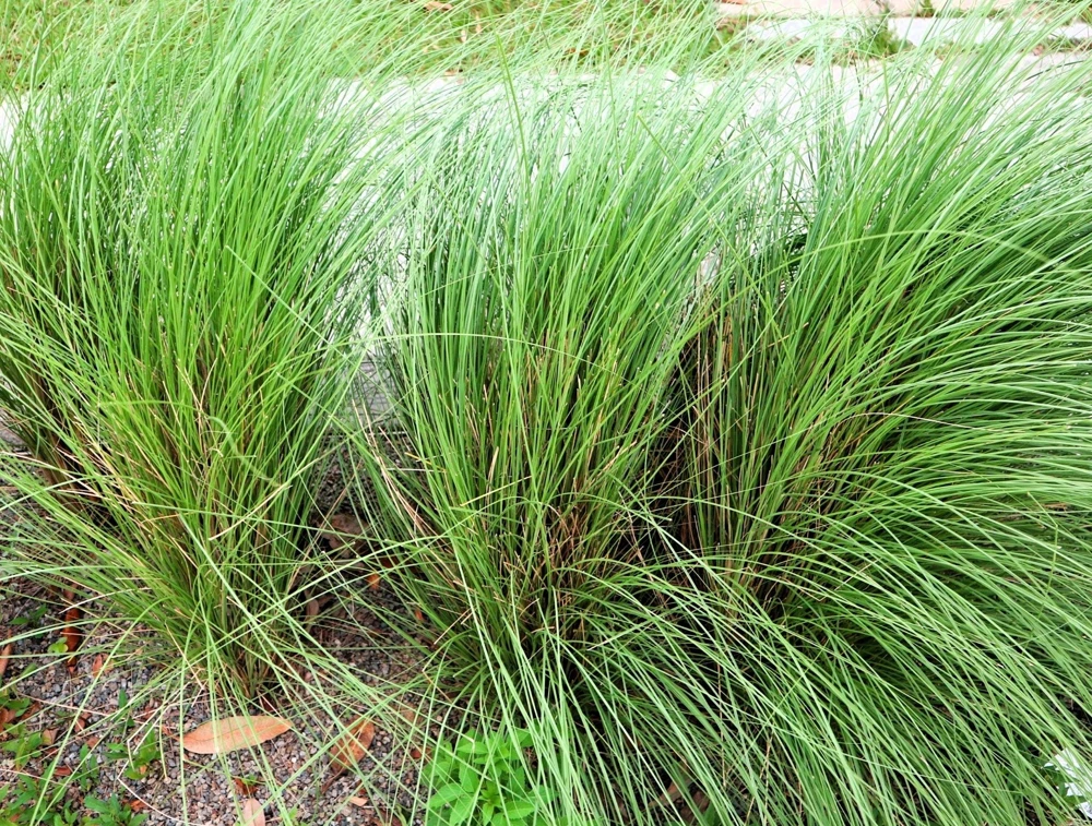 100 Purple Lovegrass Flower Seeds - Eragrostis Spectabilis Native Ornamental Grass - Image 4