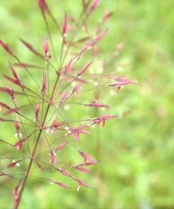 100 Purple Lovegrass Flower Seeds - Eragrostis Spectabilis Native Ornamental Grass - Image 5