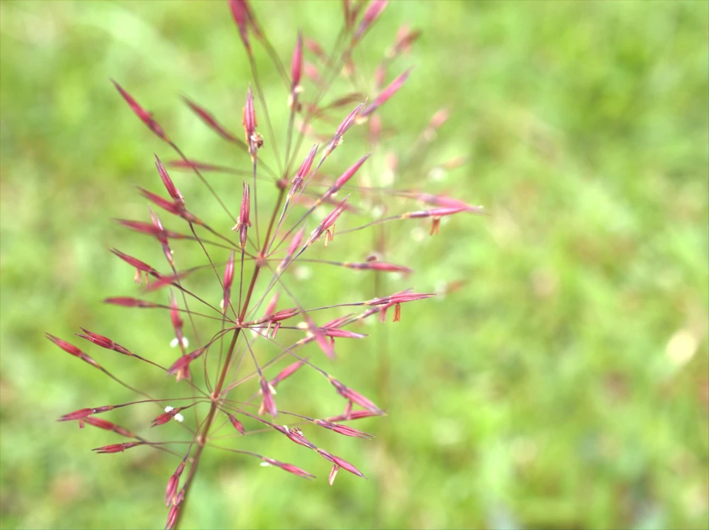 100 Purple Lovegrass Flower Seeds - Eragrostis Spectabilis Native Ornamental Grass - Image 5