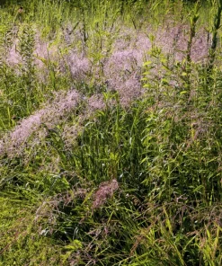 100 Purple Lovegrass Flower Seeds - Eragrostis Spectabilis Native Ornamental Grass - Image 7