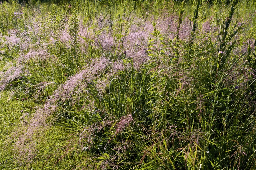 100 Purple Lovegrass Flower Seeds - Eragrostis Spectabilis Native Ornamental Grass - Image 7