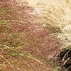 100 Purple Lovegrass Flower Seeds - Eragrostis Spectabilis Native Ornamental Grass - Image 1