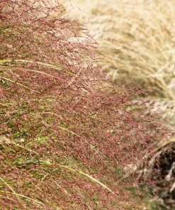 100 Purple Lovegrass Flower Seeds - Eragrostis Spectabilis Native Ornamental Grass - Image 1