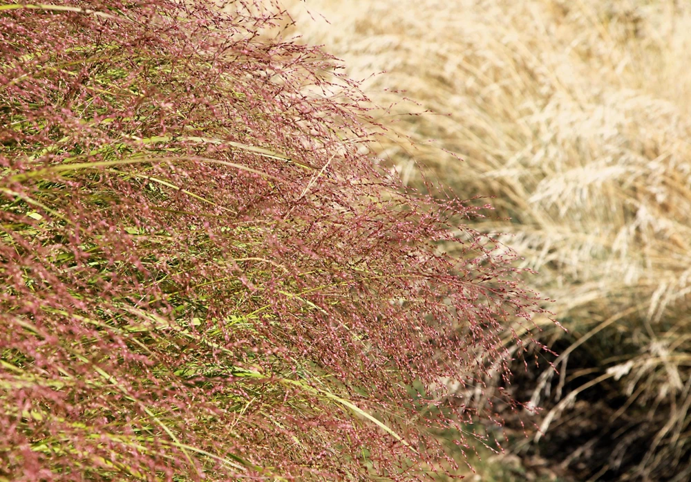 100 Purple Lovegrass Flower Seeds - Eragrostis Spectabilis Native Ornamental Grass - Image 1