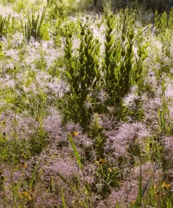 100 Purple Lovegrass Flower Seeds - Eragrostis Spectabilis Native Ornamental Grass - Image 8