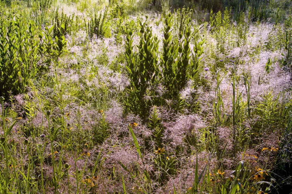 100 Purple Lovegrass Flower Seeds - Eragrostis Spectabilis Native Ornamental Grass - Image 8
