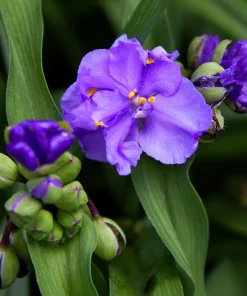 100 Purple Ohio Spiderwort Seeds - Tradescantia Ohiensis Flower Seeds Outdoor - Image 10