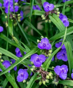 100 Purple Ohio Spiderwort Seeds - Tradescantia Ohiensis Flower Seeds Outdoor - Image 2
