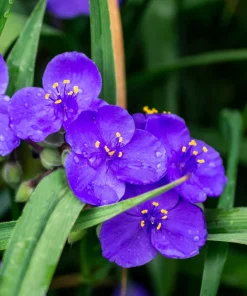 100 Purple Ohio Spiderwort Seeds - Tradescantia Ohiensis Flower Seeds Outdoor - Image 3