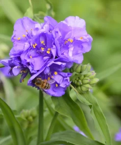 100 Purple Ohio Spiderwort Seeds - Tradescantia Ohiensis Flower Seeds Outdoor - Image 4