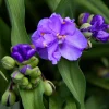 100 Purple Ohio Spiderwort Seeds - Tradescantia Ohiensis Flower Seeds Outdoor - Image 1