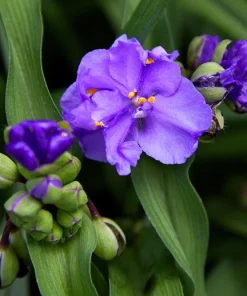 100 Purple Ohio Spiderwort Seeds - Tradescantia Ohiensis Flower Seeds Outdoor - Image 1