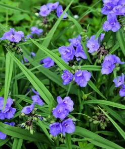 100 Purple Ohio Spiderwort Seeds - Tradescantia Ohiensis Flower Seeds Outdoor - Image 5