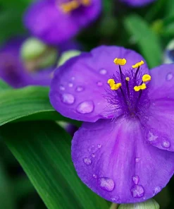100 Purple Ohio Spiderwort Seeds - Tradescantia Ohiensis Flower Seeds Outdoor - Image 6