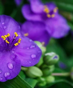 100 Purple Ohio Spiderwort Seeds - Tradescantia Ohiensis Flower Seeds Outdoor - Image 7