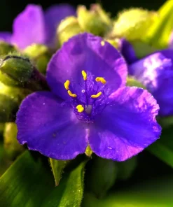 100 Purple Ohio Spiderwort Seeds - Tradescantia Ohiensis Flower Seeds Outdoor - Image 8