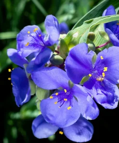 100 Purple Ohio Spiderwort Seeds - Tradescantia Ohiensis Flower Seeds Outdoor - Image 9