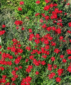 100 Red Cardinal Dianthus Deltoides Flower Seeds - Fragrant, Attracts Pollinators - Image 10
