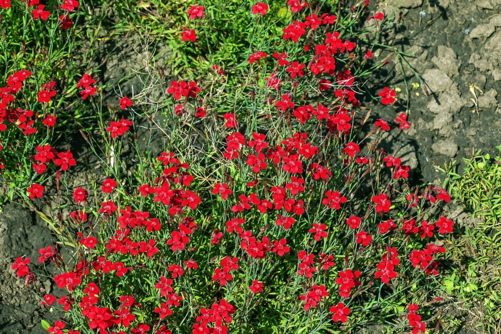 100 Red Cardinal Dianthus Deltoides Flower Seeds - Fragrant, Attracts Pollinators - Image 10
