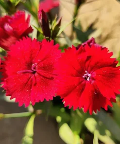 100 Red Cardinal Dianthus Deltoides Flower Seeds - Fragrant, Attracts Pollinators - Image 11