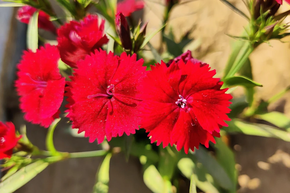 100 Red Cardinal Dianthus Deltoides Flower Seeds - Fragrant, Attracts Pollinators - Image 11