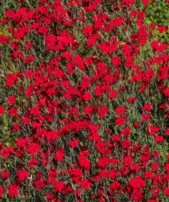 100 Red Cardinal Dianthus Deltoides Flower Seeds - Fragrant, Attracts Pollinators - Image 12