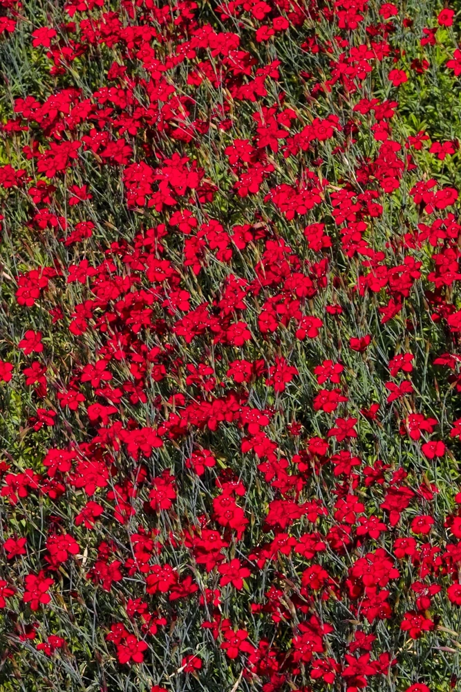100 Red Cardinal Dianthus Deltoides Flower Seeds - Fragrant, Attracts Pollinators - Image 12