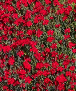 100 Red Cardinal Dianthus Deltoides Flower Seeds - Fragrant, Attracts Pollinators - Image 2