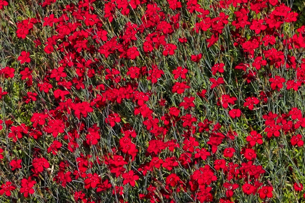 100 Red Cardinal Dianthus Deltoides Flower Seeds - Fragrant, Attracts Pollinators - Image 2
