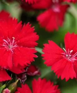 100 Red Cardinal Dianthus Deltoides Flower Seeds - Fragrant, Attracts Pollinators - Image 3