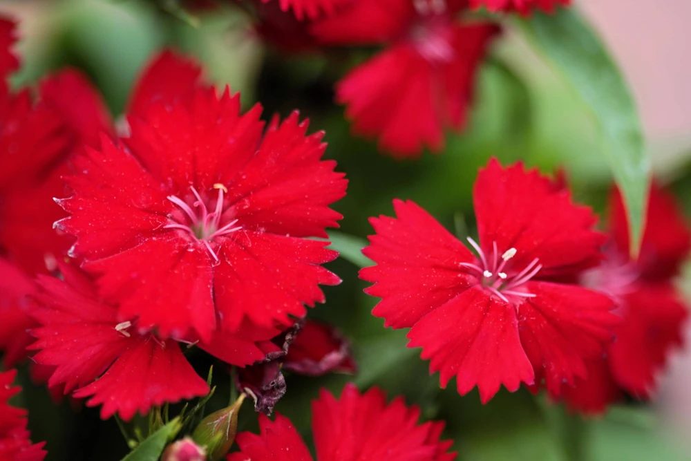 100 Red Cardinal Dianthus Deltoides Flower Seeds - Fragrant, Attracts Pollinators - Image 3
