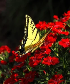 100 Red Cardinal Dianthus Deltoides Flower Seeds - Fragrant, Attracts Pollinators - Image 4