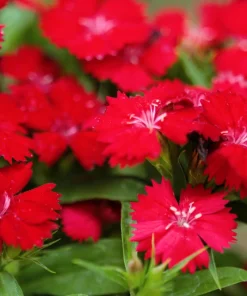 100 Red Cardinal Dianthus Deltoides Flower Seeds - Fragrant, Attracts Pollinators - Image 5