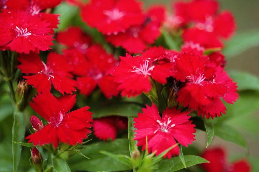100 Red Cardinal Dianthus Deltoides Flower Seeds - Fragrant, Attracts Pollinators - Image 5