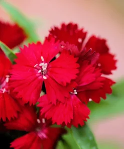 100 Red Cardinal Dianthus Deltoides Flower Seeds - Fragrant, Attracts Pollinators - Image 6