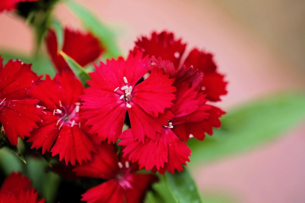 100 Red Cardinal Dianthus Deltoides Flower Seeds - Fragrant, Attracts Pollinators - Image 6