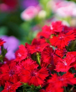 100 Red Cardinal Dianthus Deltoides Flower Seeds - Fragrant, Attracts Pollinators - Image 7