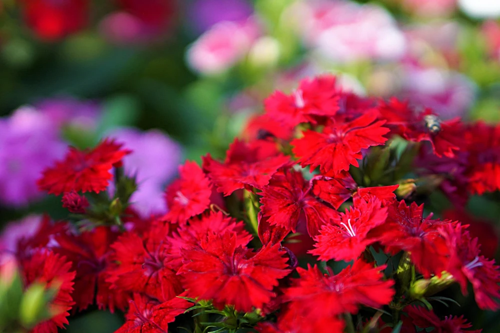 100 Red Cardinal Dianthus Deltoides Flower Seeds - Fragrant, Attracts Pollinators - Image 7