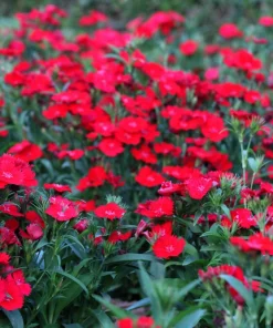 100 Red Cardinal Dianthus Deltoides Flower Seeds - Fragrant, Attracts Pollinators - Image 8