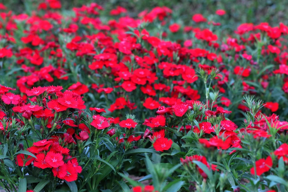 100 Red Cardinal Dianthus Deltoides Flower Seeds - Fragrant, Attracts Pollinators - Image 8