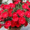 100 Red Cardinal Dianthus Deltoides Flower Seeds - Fragrant, Attracts Pollinators - Image 1