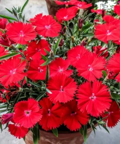 100 Red Cardinal Dianthus Deltoides Flower Seeds - Fragrant, Attracts Pollinators - Image 1