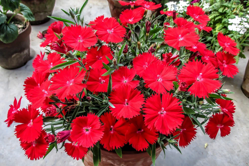 100 Red Cardinal Dianthus Deltoides Flower Seeds - Fragrant, Attracts Pollinators - Image 1