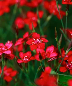 100 Red Cardinal Dianthus Deltoides Flower Seeds - Fragrant, Attracts Pollinators - Image 9